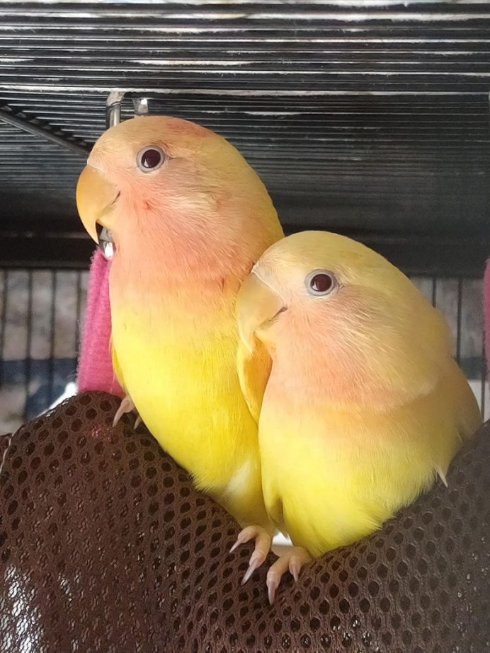 Попугай ара милый