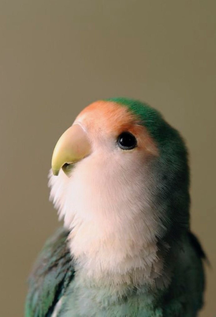 Нежные попугаи