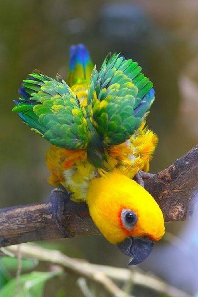 Попугаи неразлучники Эстетика