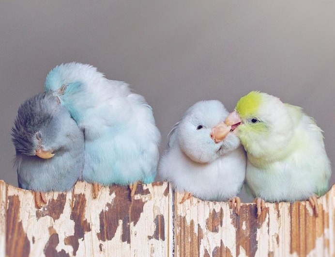 Неразлучники и воробьиные