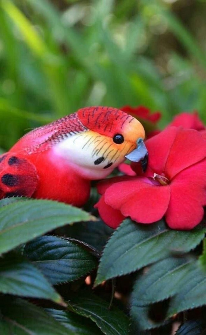 Самые милые попугайчики