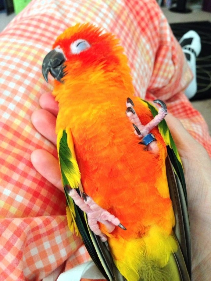 Самые милые попугаи