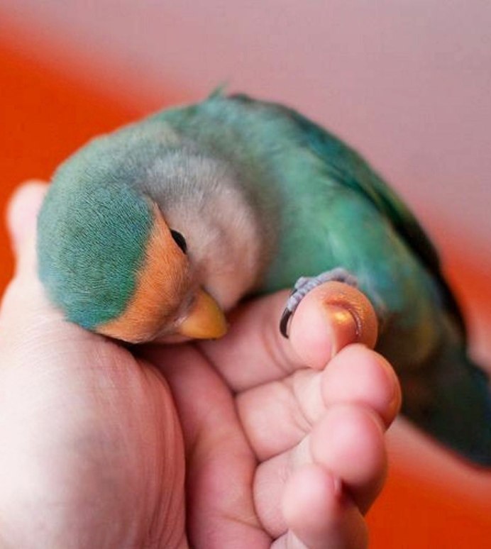 Птица без перьев