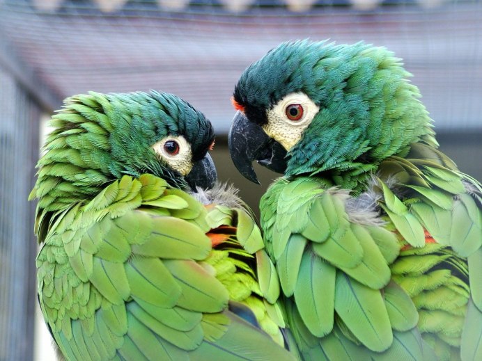 Милые попугайчики