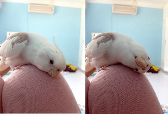 Неразлучники попугаи