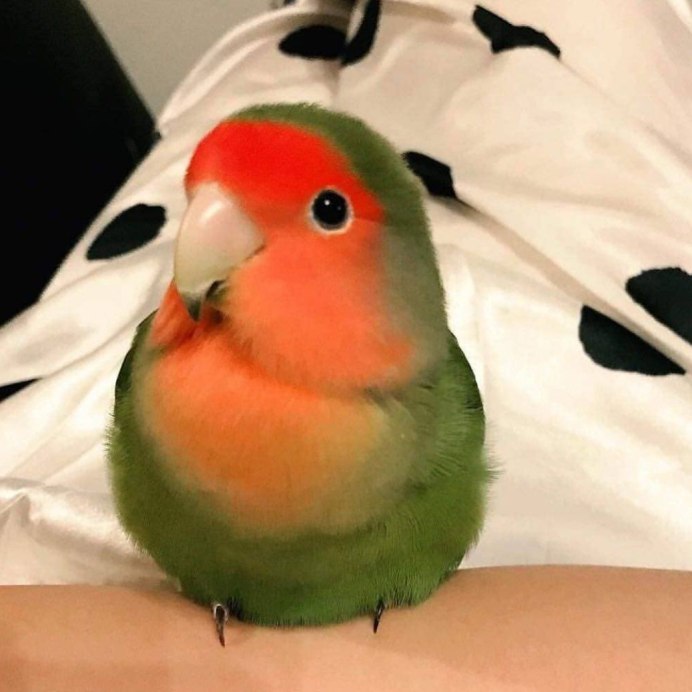 Попугай корелла