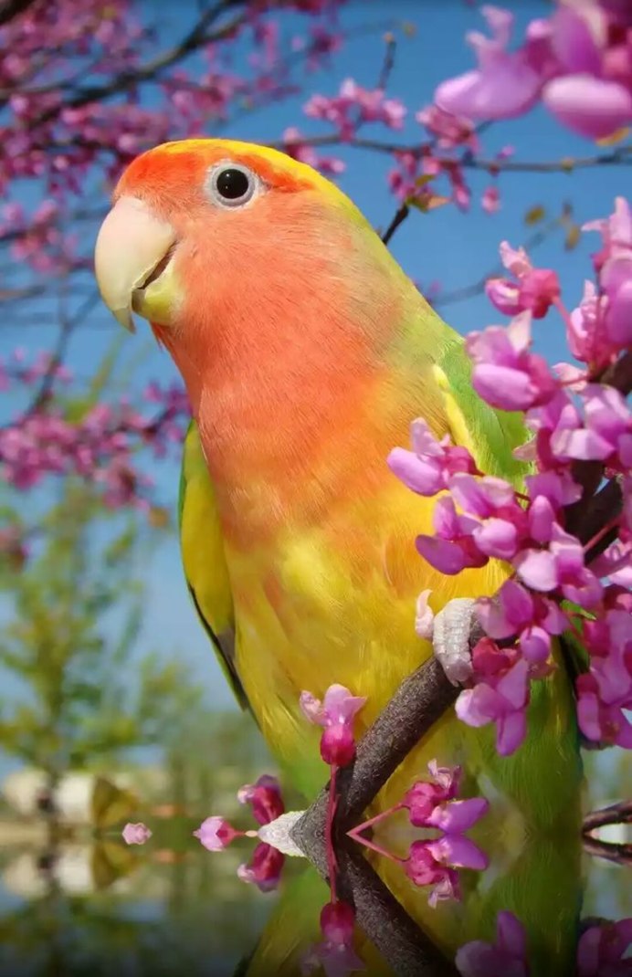 Яркие птицы