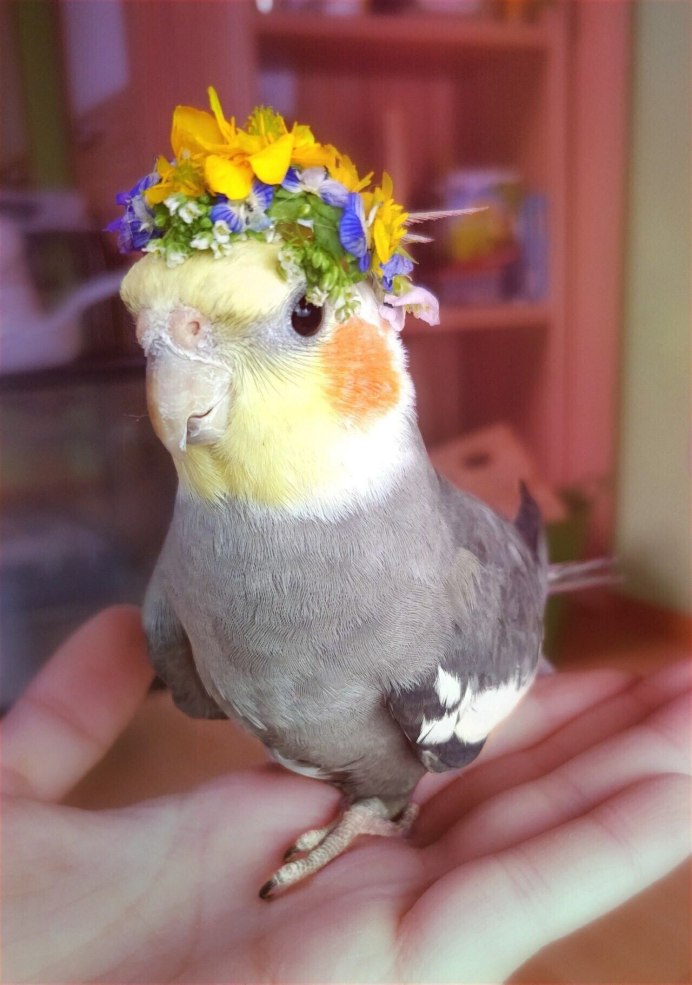 Попугай корелла мило