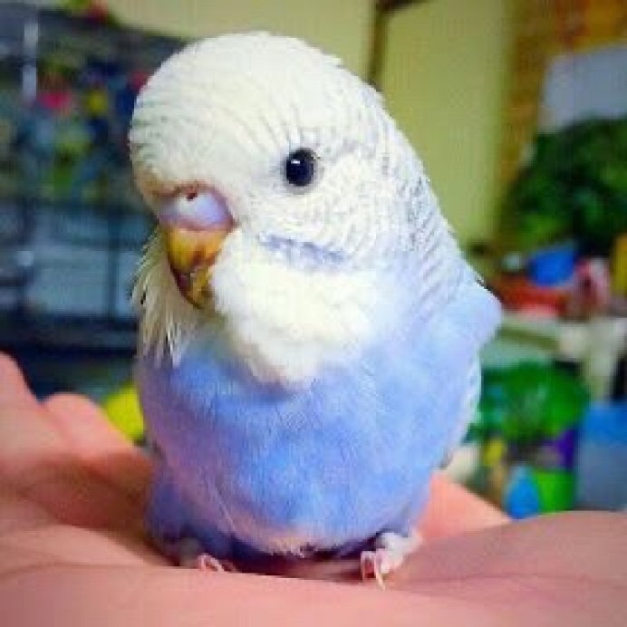 Самые милые попугайчики