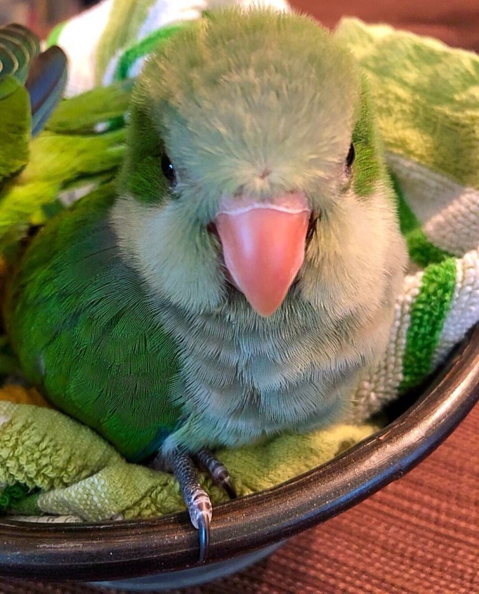Милые волнистые попугайчики