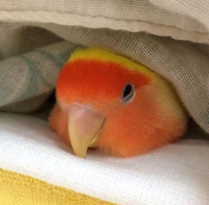 Самые милые попугайчики