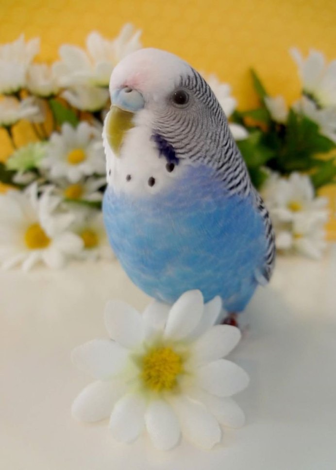 Попугай неразлучник желтый