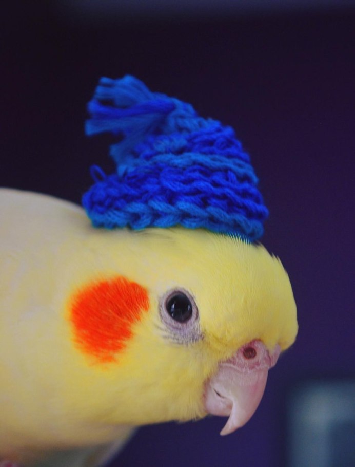 Попугаи пастельных оттенков