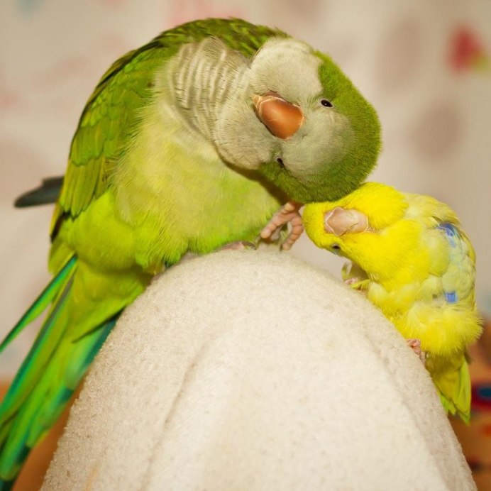Милые попугайчики