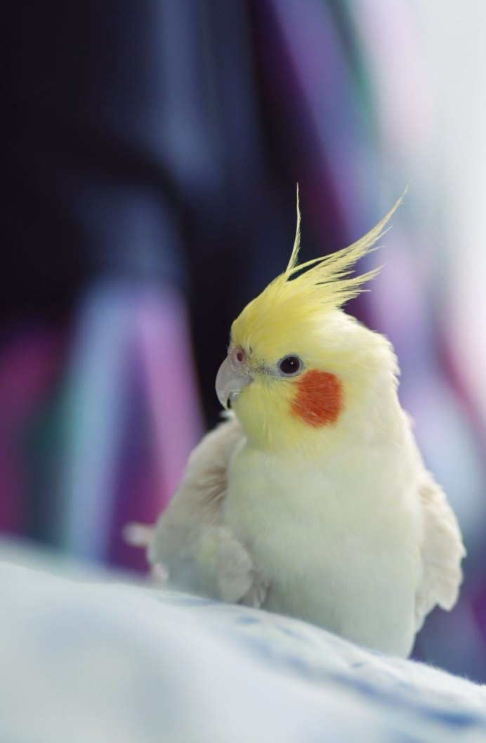 Милые попугайчики