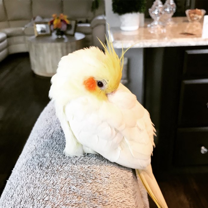 Попугай корелла Эстетика