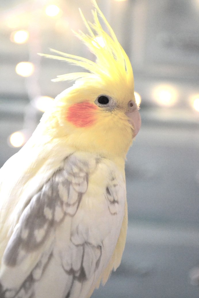 Милые попугайчики