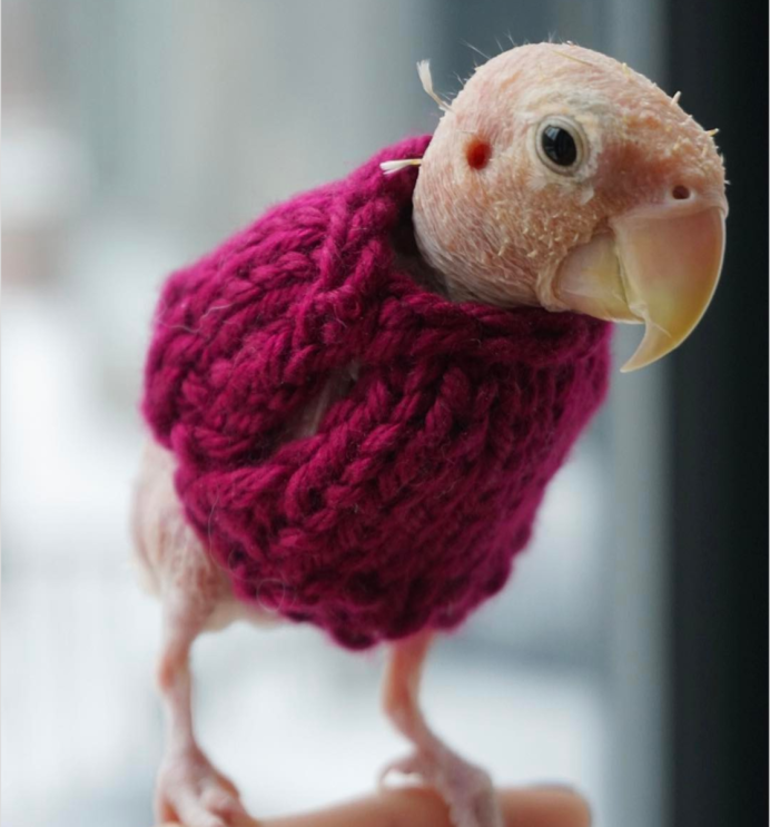 Розовые попугайчики неразлучники