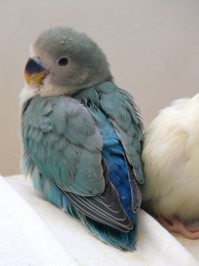 Неразлучники попугаи малыши
