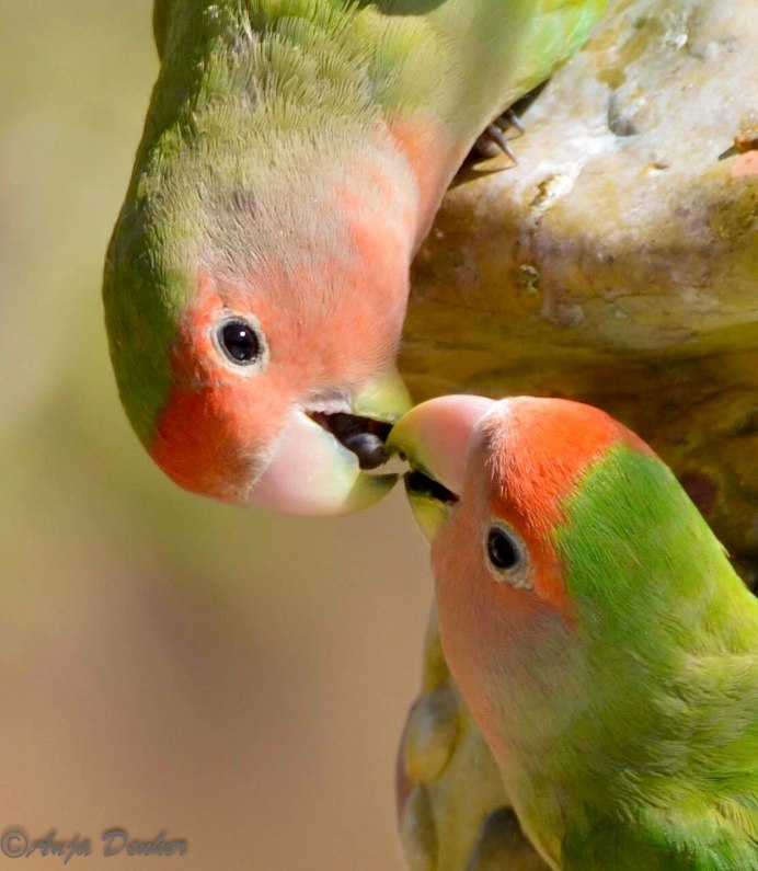 Самые милые попугайчики
