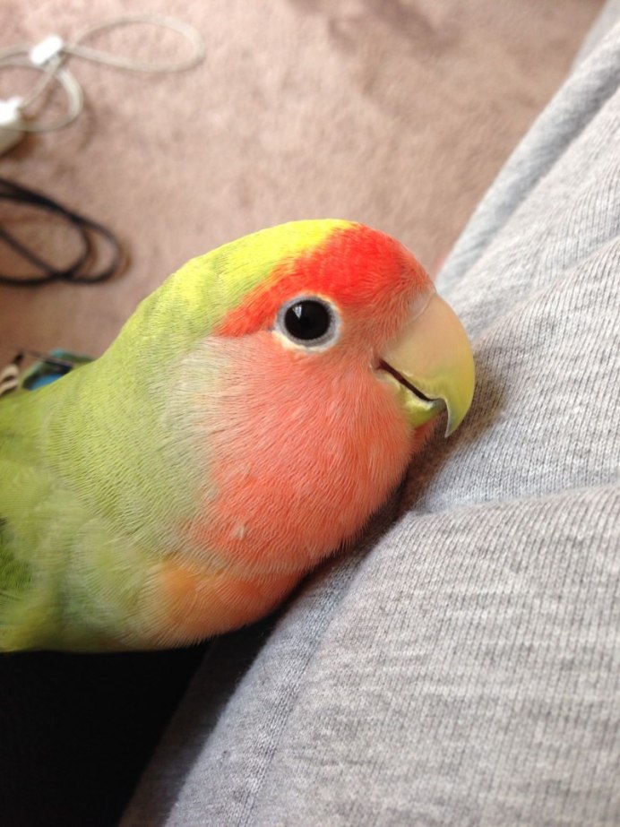 Милый попугай