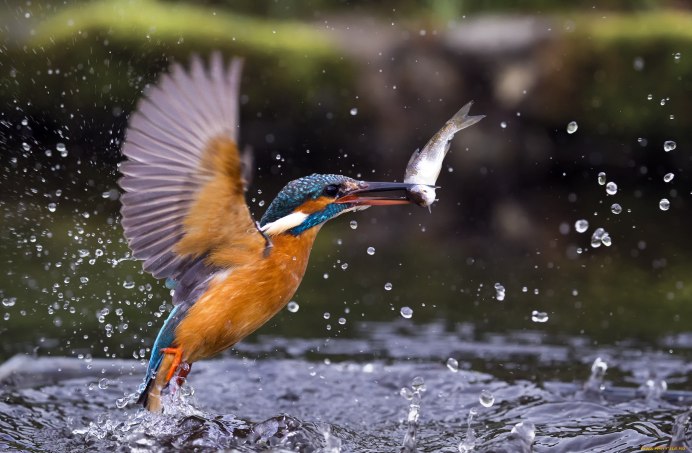 Зимородок Кингфишер