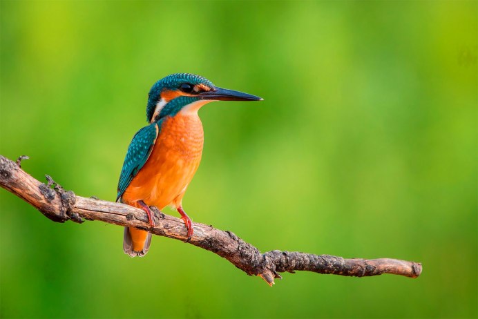 Обыкновенный Зимородок - Alcedo Atthis