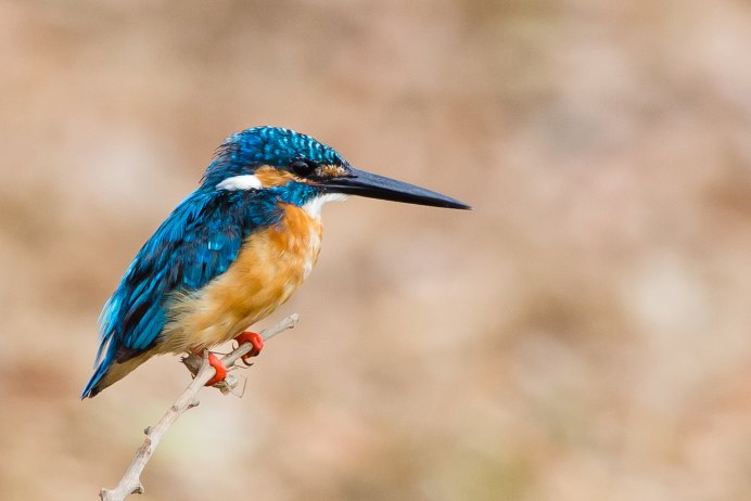 Обыкновенный Зимородок