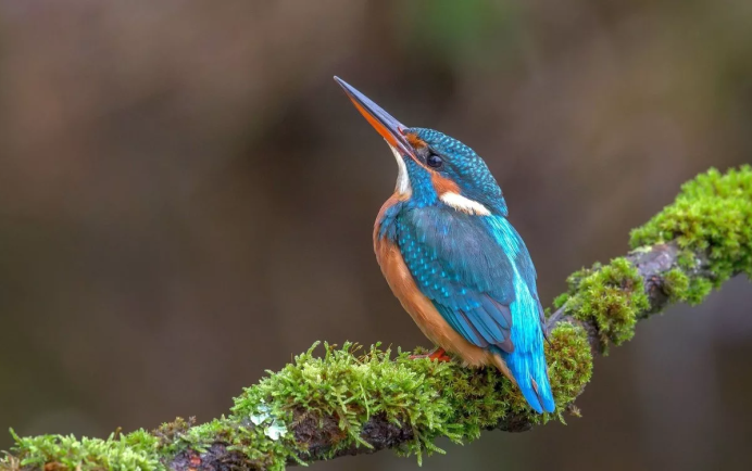 Обыкновенный Зимородок