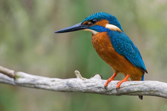 Обыкновенный Зимородок самка