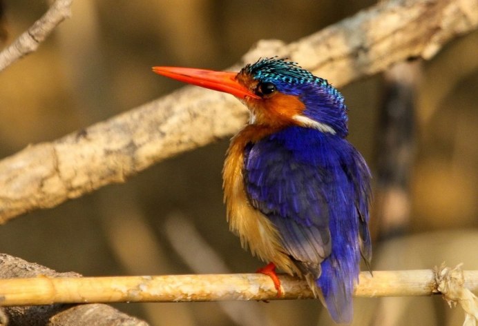 Рубиновый Зимородок Крылья