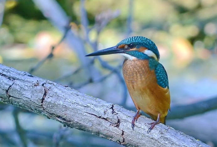 Обыкновенный Зимородок