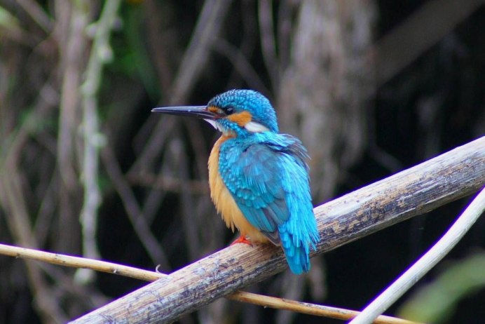 Хохлатый Зимородок