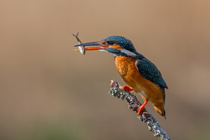 Обыкновенный Зимородок самка