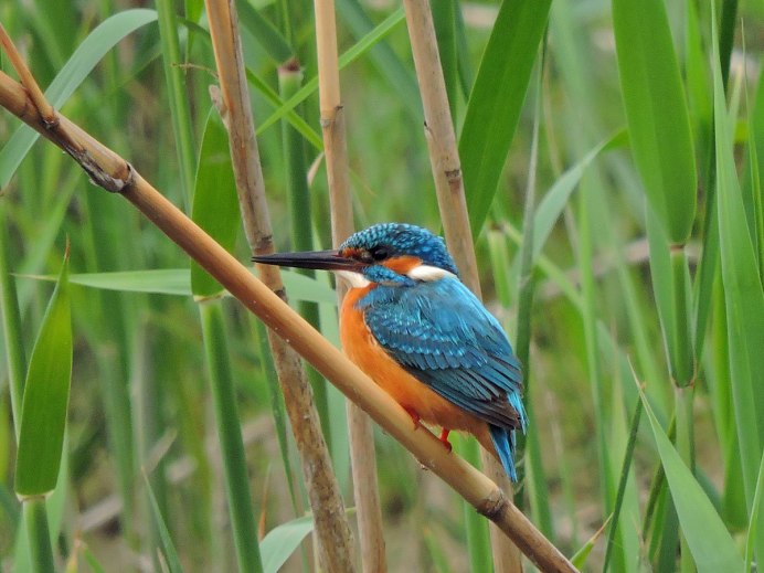 Зимородок Кингфишер