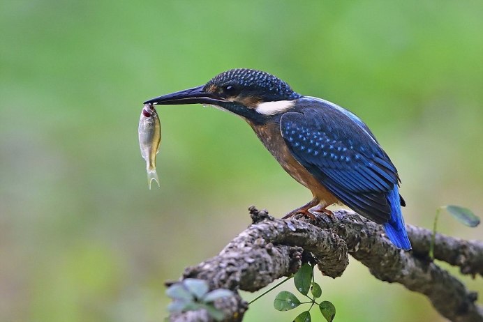 Зимородок птичка