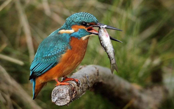 Обыкновенный Зимородок в России