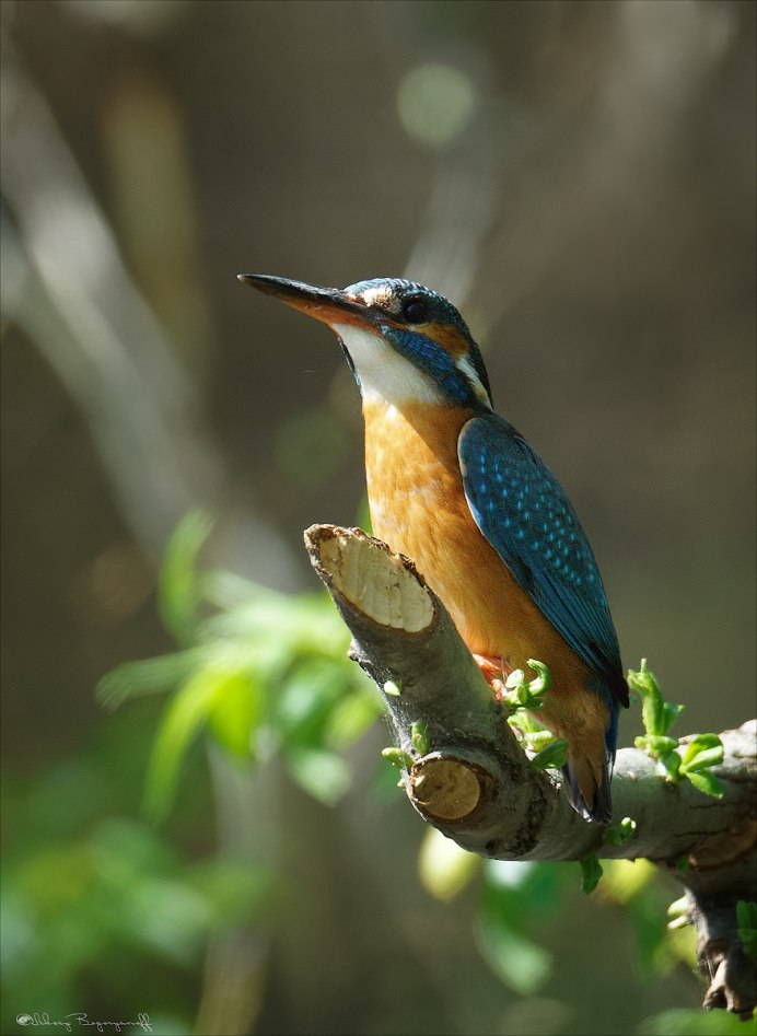 Зимородок обыкновенный птица