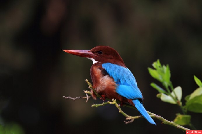 Зимородок птица