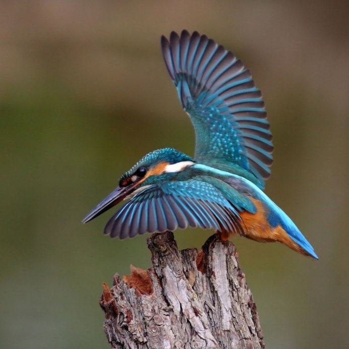 Зимородок Сибирский