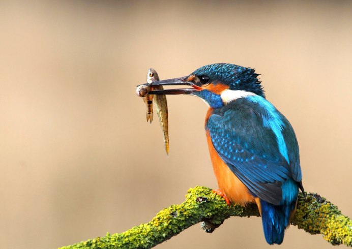 Обыкновенный Зимородок гнездо