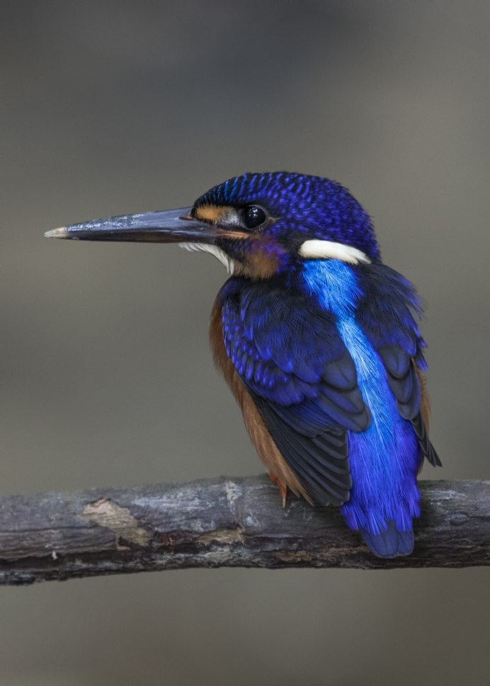 Рыжий Зимородок