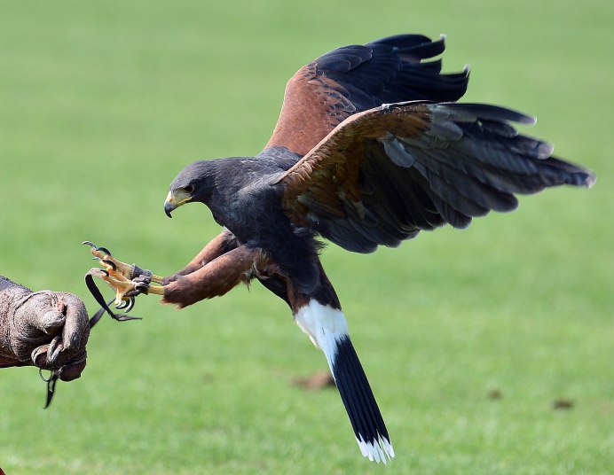 Тетеревятник (Accipiter gentilis)