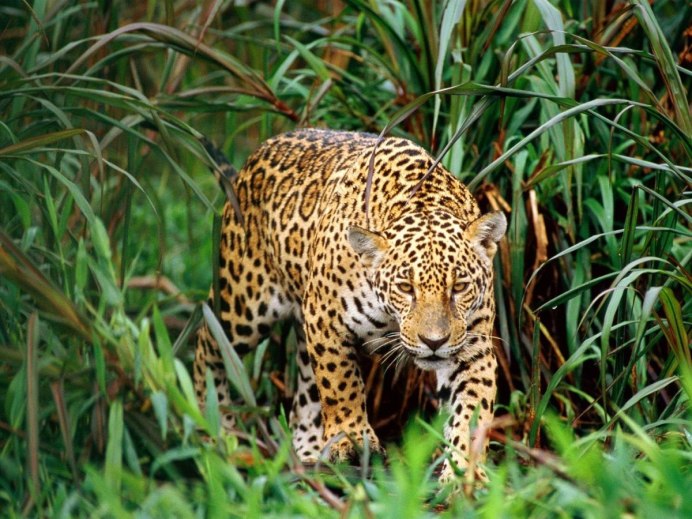 Леопард Panthera pardus