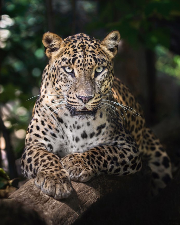 Panthera pardus Индокитайский