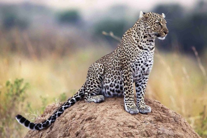 Panthera pardus japonensis
