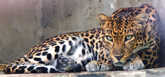Panthera pardus Индокитайский