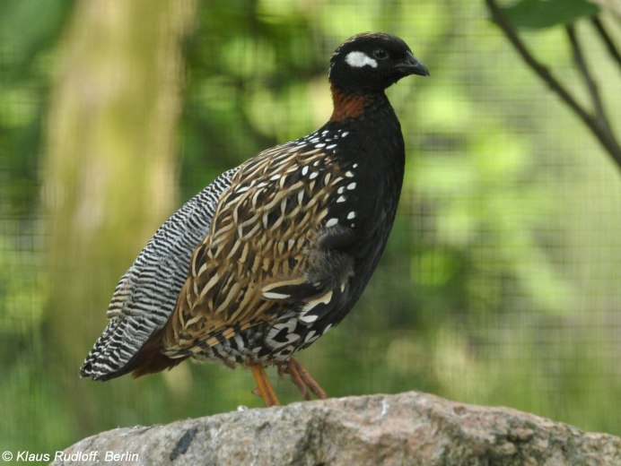 Турач Francolinus Francolinus