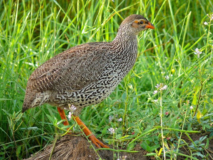 Суданский Турач Pternistis erckelii