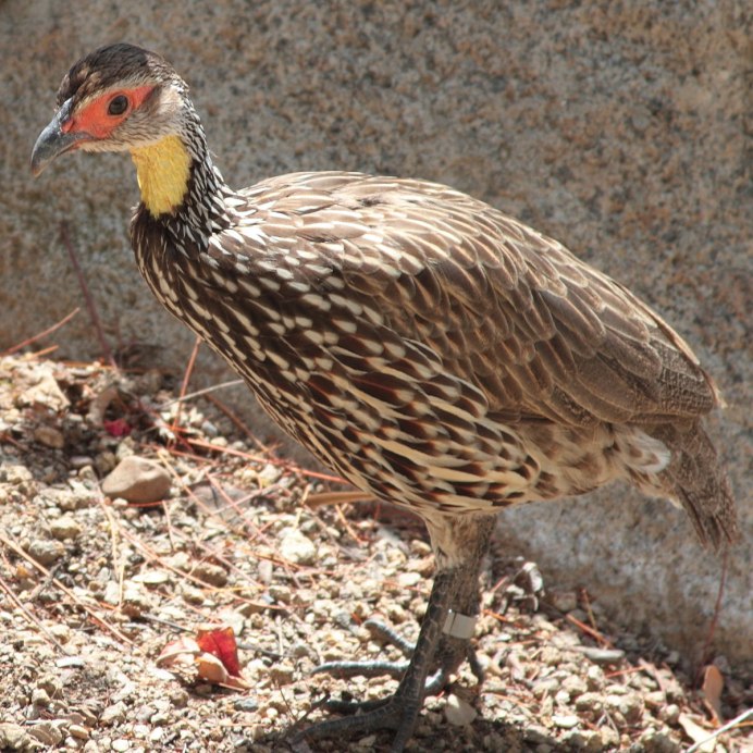 Pternistis rufopictus